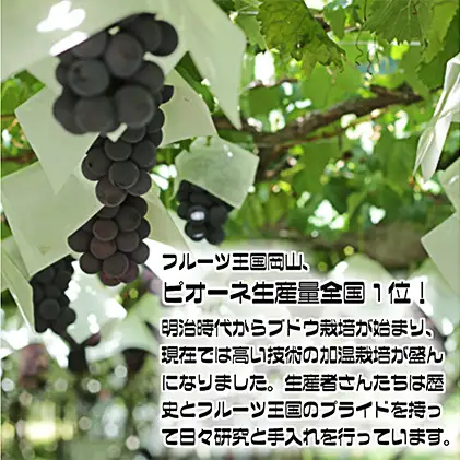 ぶどう 2026年 先行予約 ニュー ピオーネ【9月上旬～順次発送分】約2kg（2房～5房） 岡山県産 ピオーネ