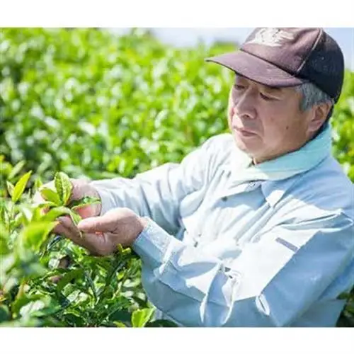海田の雫3本セット_飲料・ドリンク 茶葉・ティーバッグ 茶 _【1128636】