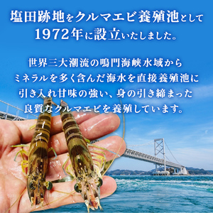 【予約受付中・8月頃より順次発送】活クルマエビ 750g　【活き発送】　※説明文をご確認ください