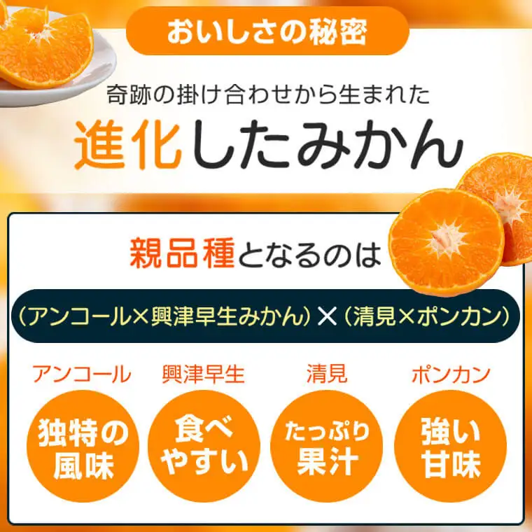 ＜先行予約＞ 西南のひかり(2.5kg×1ケース) 鹿児島 国産 みかん 柑橘 フルーツ【JA鹿児島きもつき高山支所】P18001