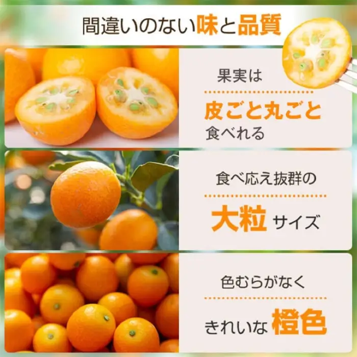 ＜先行予約＞ 完熟ハウスきんかん 約3kg×1ケース 鹿児島 国産 柑橘 金柑 フルーツ【JA鹿児島きもつき高山支所】A18004
