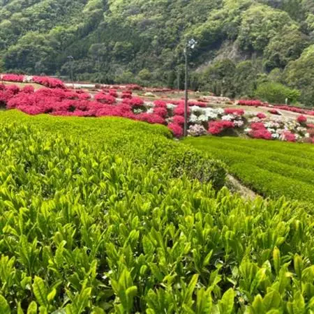 【飲み比べセット】同じ茶葉からつくる緑茶と和紅茶、生姜和紅茶の3種セット【1209340】