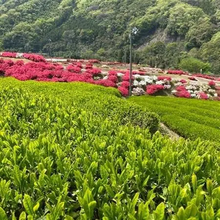 6種のお茶・飲み比べティーバッグセット【1209341】