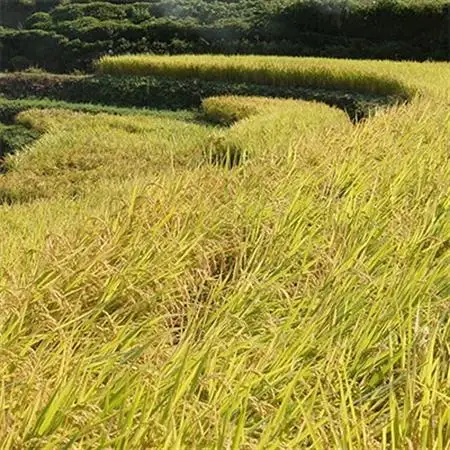 高津川の恵み 特別栽培米ヘルシー元氣米5kg×2袋(10kg)(令和7年産)【1209635】