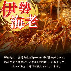 【B47001】≪数量限定≫ 冷凍イセエビぶつ切り(約900g・加熱用) 鹿児島 国産 九州産 いせ海老 伊勢海老 海老 えび エビ 魚介 冷凍 小分け 真空パック 味噌汁 バーベキュー ギフト 贈答【網元】