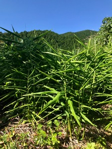 【先行受付】自然農 ひね生姜１kg（洗いショウガ）【R00249】