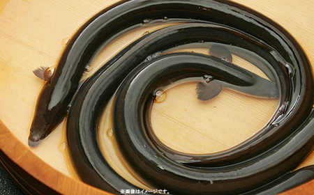 H7-93B国産うなぎ長蒲焼特大2尾セット（タレ・山椒付）