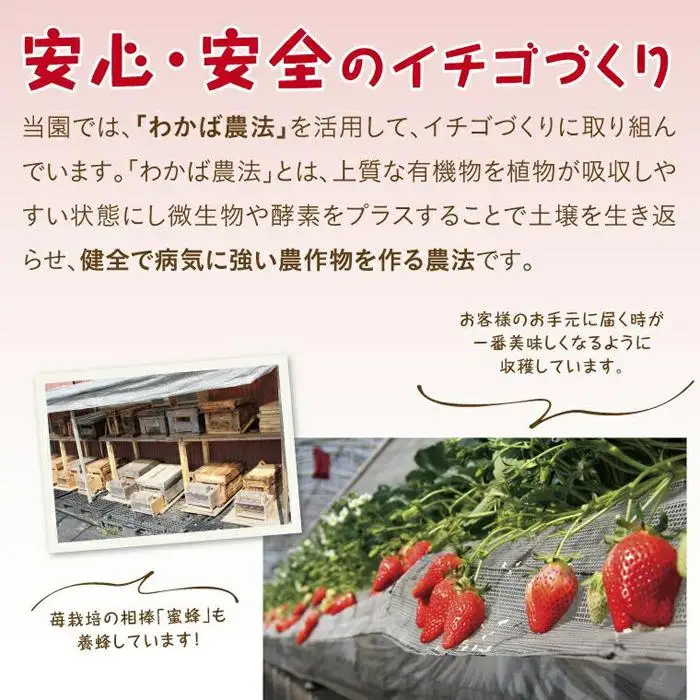 あきひめDX 1kg 鳥取いちご【とみハウス】