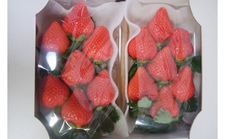 【2026年12月より順次発送】高級いちご「おおきみ」　約300g×2P　計600g★青谷ふぁーむ[H4134]