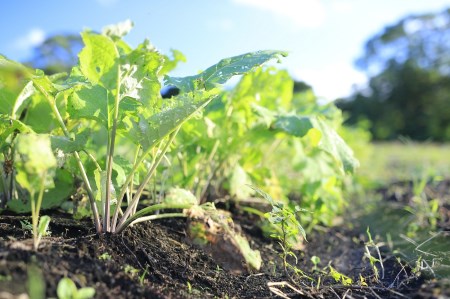 旬のお野菜詰め合わせセット