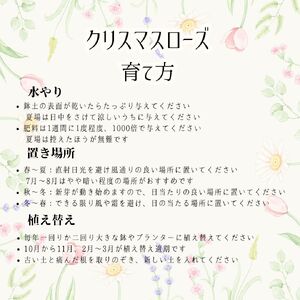 【 先行予約 ：2027年1月発送 】 花 クリスマス ローズ 白 4.5号 オンライン決済限定