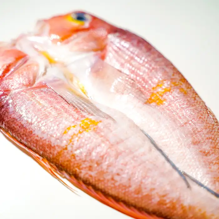 「一日漁」甘鯛一夜干【干物 鯛 甘鯛 1尾 約27cm 約300g 国産 魚介類 魚 あまだい たい タイ 一夜干 一日漁 無添加 天日塩 特産品 お取り寄せ グルメ 贈答 ギフト プレゼント 父の日 母の日】