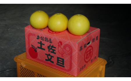 【先行予約】土佐文旦 5kg 家庭用 文旦[BQAO004]