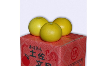 【先行予約】三愛果樹園の土佐文旦　贈答用　約3kg / 土佐文旦 みかん 柑橘 ぶんたん ブンタン 果物 フルーツ 〈2027年2月上旬から順次発送〉【三愛果樹園】 [BQAO006]