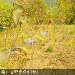 サクラ(桜) 染井吉野(ソメイヨシノ) 2年生 苗木 ＜すだ農園＞