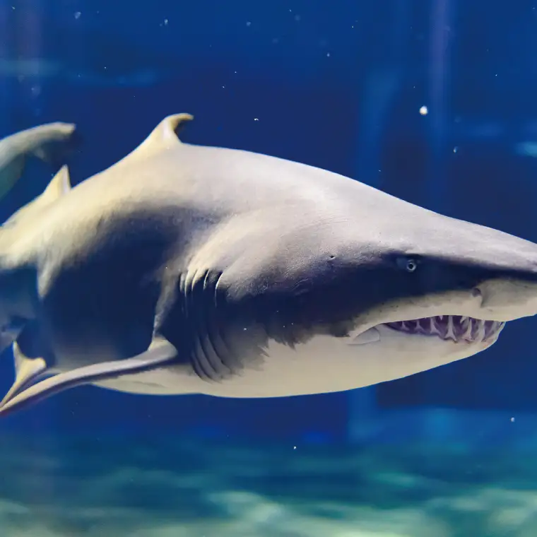 アクアワールド 茨城県 大洗 水族館 年間パスポート 大人1名 小・中学生1名 大洗 チケット _AQ010