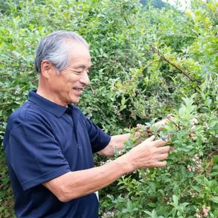 【2027年7月発送】朝どれ「生ブルーベリー」詰め合わせ〈1kg〉【栽培期間中農薬・化学肥料未使用】【配送不可地域：離島】【1210660】