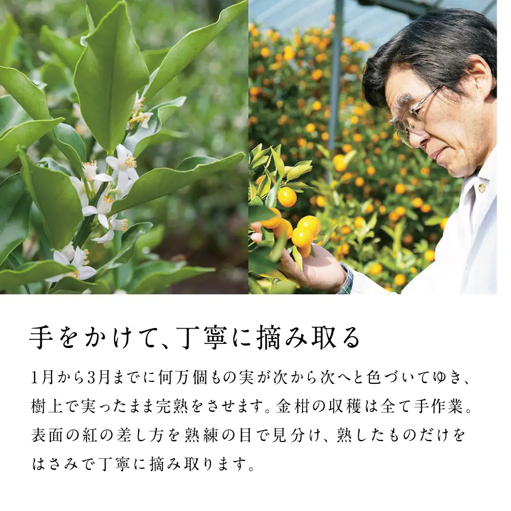 完熟 金柑 黄金丸 約2kg（L～2L） 果物 フルーツ