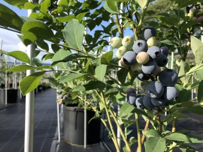 A-41　果樹園の飲むブルーベリー酢 ブルーベリーファクトリー