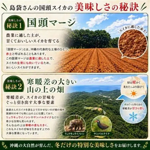【2027年2月中旬から順次発送】島袋さんの冬スイカ 2玉(1玉3.5～4.5kg)【配送不可地域：離島】【1577666】