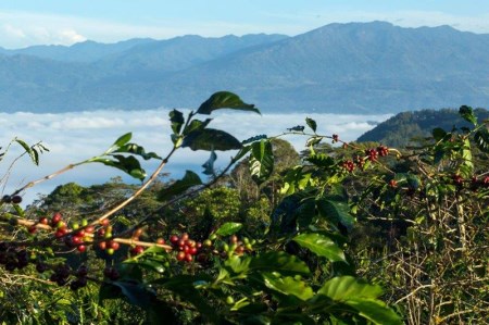 【コーヒー定期便】Go To 世界のコーヒー産地　12ヶ月コース(豆) 珈琲 ブレンド豆  定期便 珈琲 