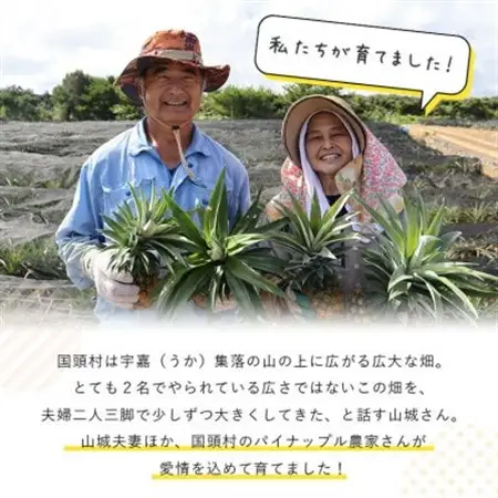 【2026年7月から順次発送】パイナップルの王道 Nパイン4玉【配送不可地域：離島】【1584608】