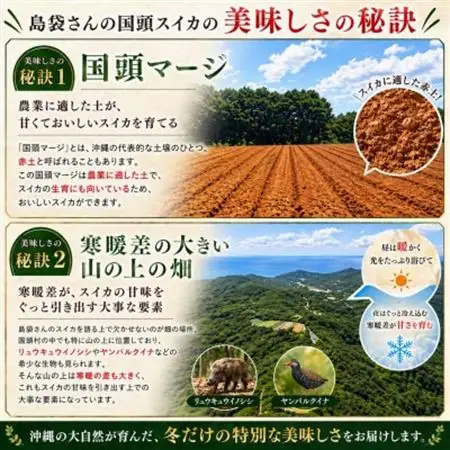 【2027年2月中旬から順次発送】島袋さんの冬スイカ 1玉(3.5～4.5kg)【配送不可地域：離島】【1577664】