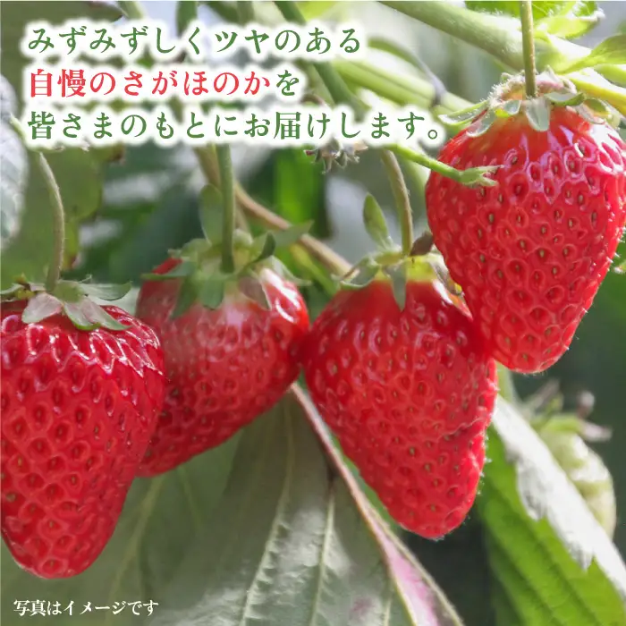 【先行予約・27年1月以降順次発送】さがほのか平パック4P（約1kg） |いちご 佐賀県産 佐賀県 イチゴ パック| 吉野ヶ里町/リエンサーク [FCC002]