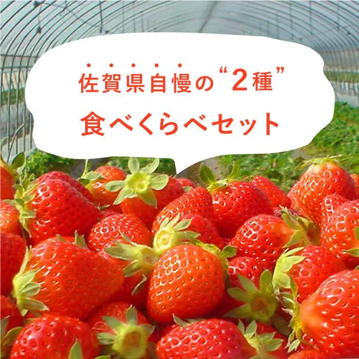 【先行予約】【全3回定期便・1月発送開始】さがほのか・いちごさん 計12P（4P×3回） |イチゴ いちご 苺 フルーツ 果物 佐賀県産 佐賀産 旬| 吉野ヶ里町/リエンサーク [FCC005]