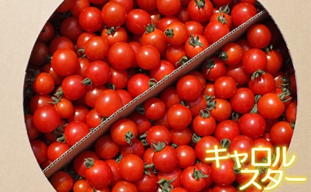 [2026年発送] 北海道 仁木町産 ミニトマト 3kg サイズ混合 アイコ または キャロルスター野菜 トマト [今野農園]