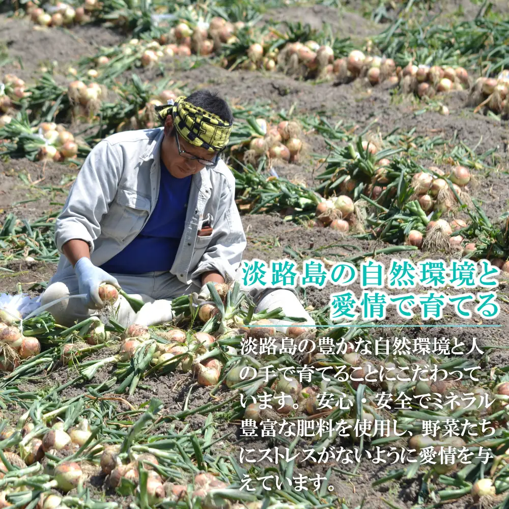 【定期便】名手農園 淡路島特産玉ねぎ10kgの12ヶ月コース 玉ねぎ