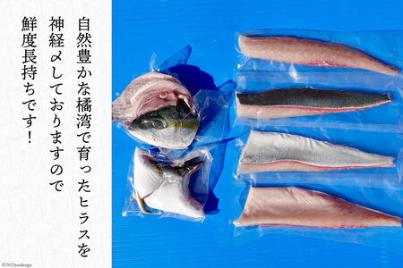 橘湾産養殖 ヒラス ( ヒラマサ ) 1本 約3.5kg / 荒木鮮魚店 / 長崎県 雲仙市