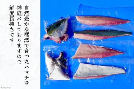 橘湾産養殖 ハマチ 1本 約3.5kg / 荒木鮮魚店 / 長崎県 雲仙市 [item1090]