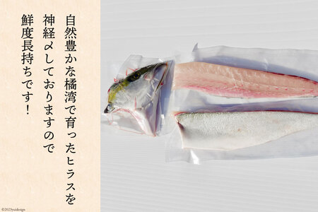 橘湾産養殖 ヒラス (ヒラマサ) 片身 約 1.75kg 処理済み 真空パック [荒木鮮魚店 長崎県 雲仙市 item2193] ひらす 個包装 パック済み