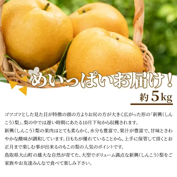 DS-07　新興梨 5kg
