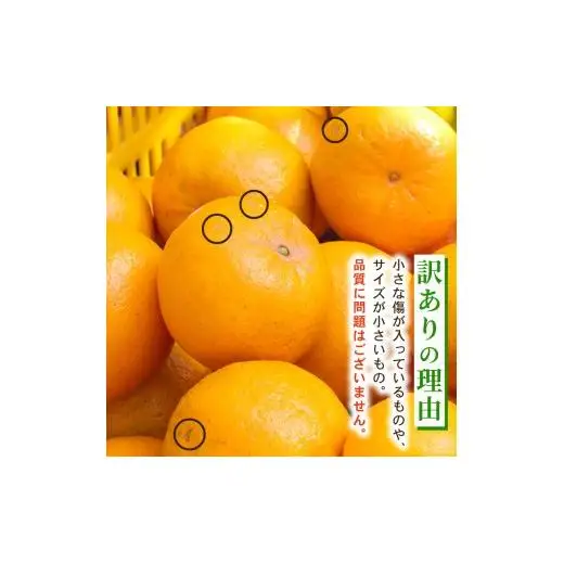 【早期予約】 訳あり 須崎産 ポンカン 5kg  1月中旬から発送開始