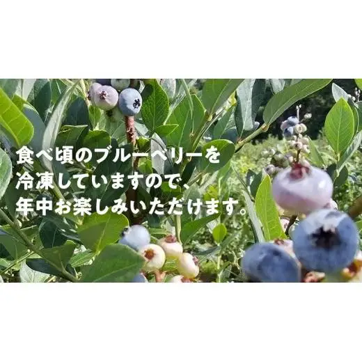 【数量限定】 冷凍ブルーベリー2kg 国産 [AD003tu]