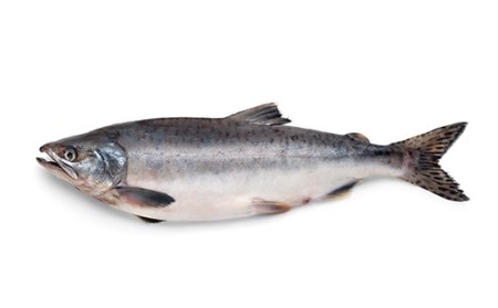 〔特選〕北洋紅鮭切り身 4切入り200g×5袋 ふるさと納税 魚
