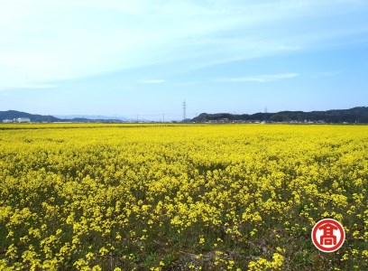 安来産 菜種100％ なたね油 2本セット ［髙島屋選定品］【 菜種油 国産 調味料 遺伝子組み換えでない 菜種 なたね 一番搾り 油 植物油 キッチン 料理 島根県 安来市】【価格変更X】【22-E1-01】