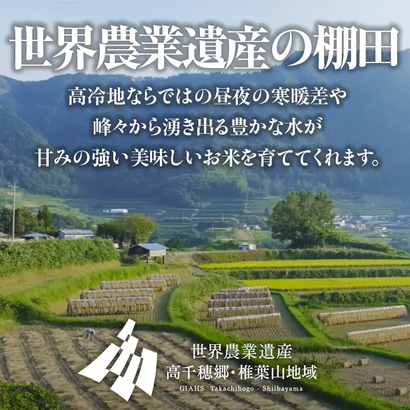 【令和7年産】JA高千穂地区 ひのひかり 20kg 高千穂産 20kg 5kg 4袋 食品 米 お米 白米 ごはん 白飯 精米 国産 宮崎県産  単一原料米 農作物 農産物 おすそ分け 普段使い 日常 炭水化物 主食 贈答 贈り物 ギフト プレゼント おすすめ 宮崎県 高千穂町 _Tk004-046