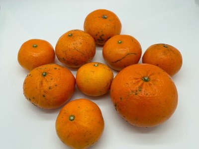 【訳あり】早川農園の麗紅(れいこう)５kg　 先行予約【R00223】