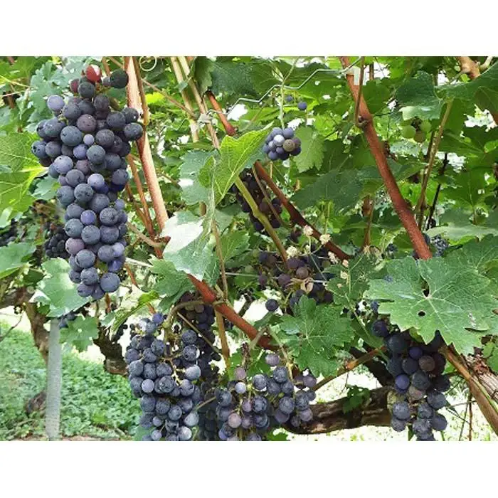 【南魚沼産カベルネ・ソーヴィニヨン】やま庭のワイン”750mlと”葡萄ジュース”720mlの2本セット | ワイン