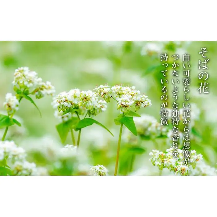 さいき養蜂園のそばはちみつ（1kg） | はちみつ