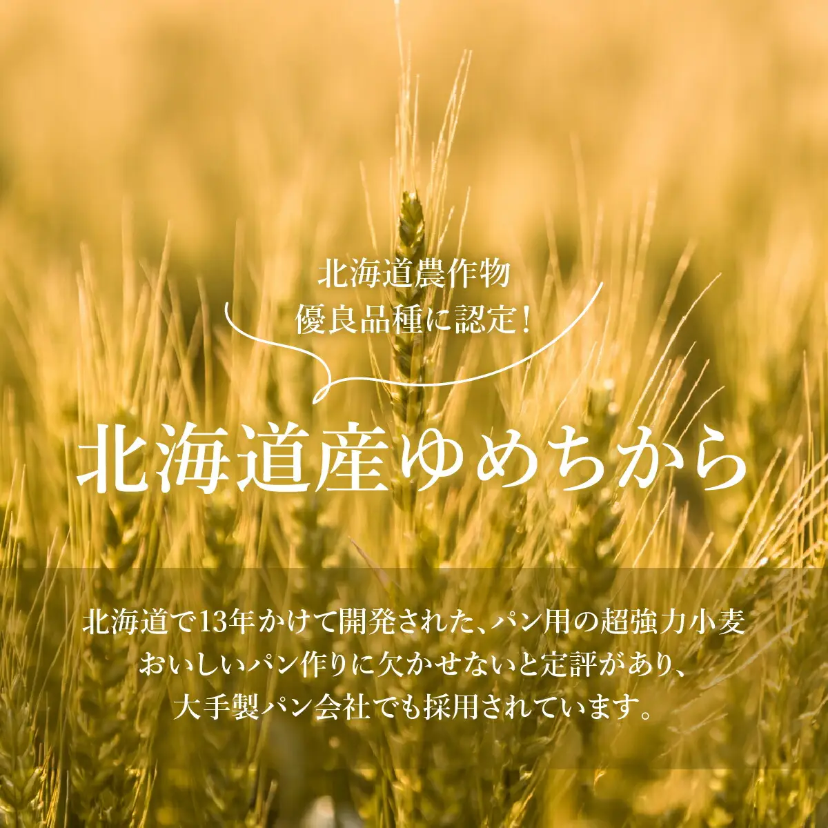 【北海道産小麦】ゆめちからブレンド粉（強力粉）500g×8袋【29000301】