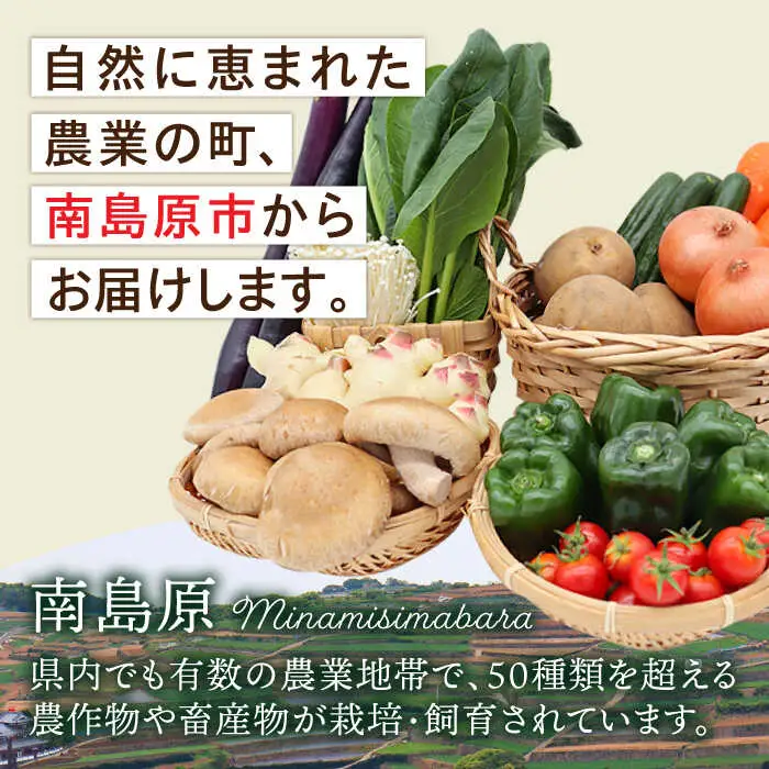 【12回】野菜定期便 11品目 野菜セット [SCZ007]