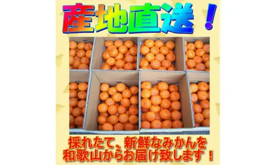【赤秀ランク】完熟有田みかん 10kg※2026年12月上旬頃～12月下旬頃に順次発送予定 /  有田 ミカン 蜜柑 プレミアム 秀品 フルーツ 果物 柑橘 和歌山県 由良町 【stmr004-p-10】