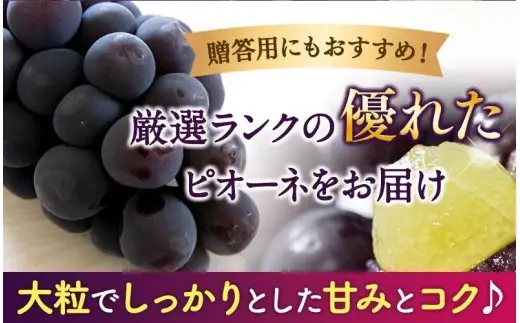 【2026年先行予約】和歌山かつらぎ町産たねなしピオーネ 約2kg ※2026年8月中旬頃より順次発送 / ピオーネ ぶどう 葡萄 和歌山 由良 旬 甘い 種なし 高級 大粒【tec500B】