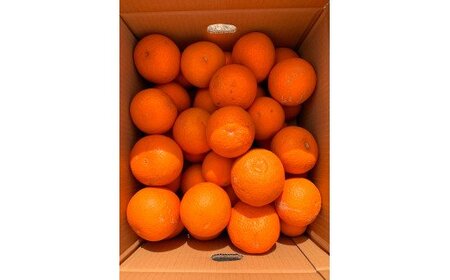【ご家庭用訳アリ】 紀州 有田 産 清見 オレンジ 7.5kg / 果物 柑橘 甘い 和歌山 ※2027年3月下旬頃〜4月下旬頃発送予定 【uot730】