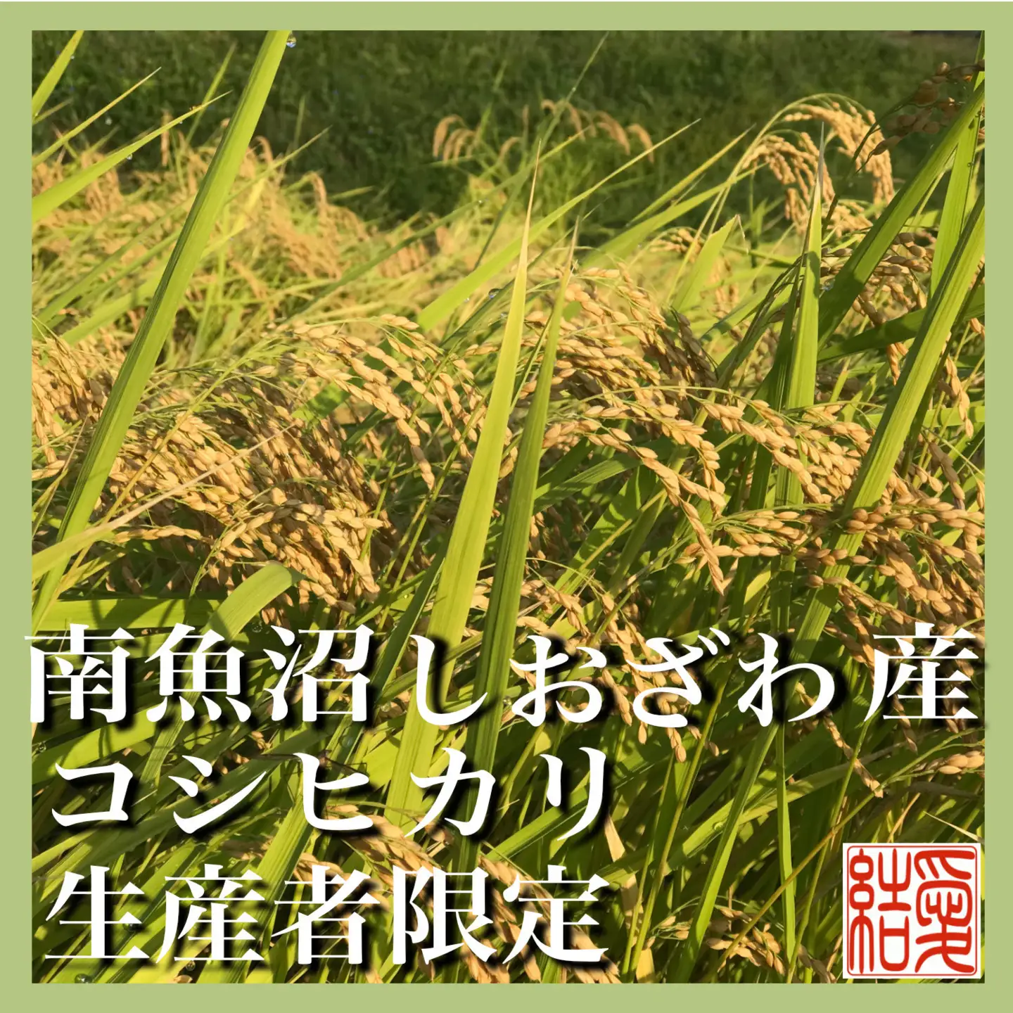 【令和7年産】【定期便／20kg×3ヶ月】生産者限定 契約栽培 南魚沼しおざわ産コシヒカリ【定期便 銘柄米 ブランド米 精米 こしひかり コシヒカリ 魚沼産 新潟米 産地直送 お米 米 こめ コメ ご飯 御飯 ごはん】