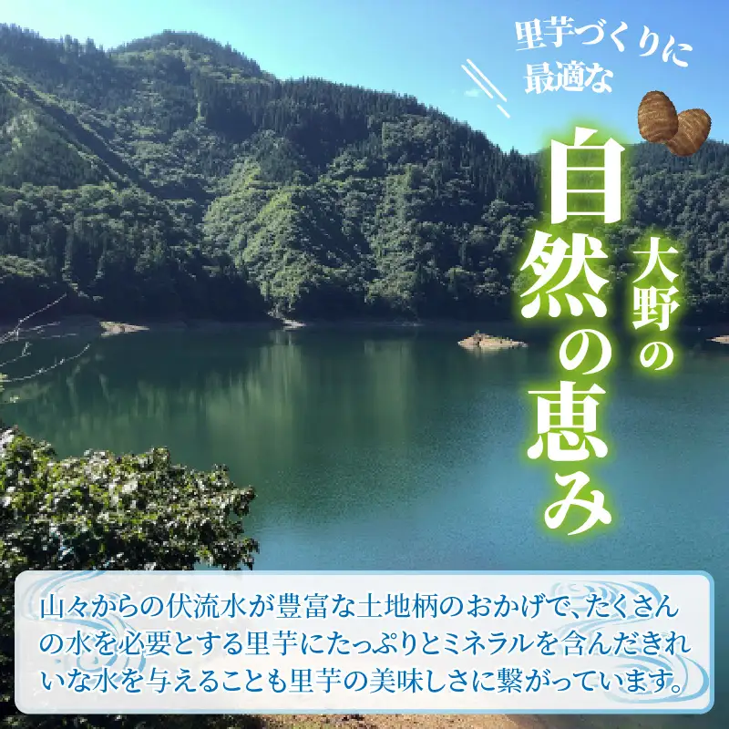 【先行予約】日本の美味い里芋を栽培！上庄里芋の種芋 2kg + 500g【2027年3月10日～出荷】 [A-001014]